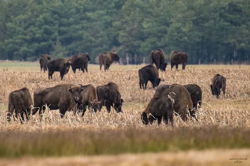 Królowie prerii podlaskich ... :) фото превью