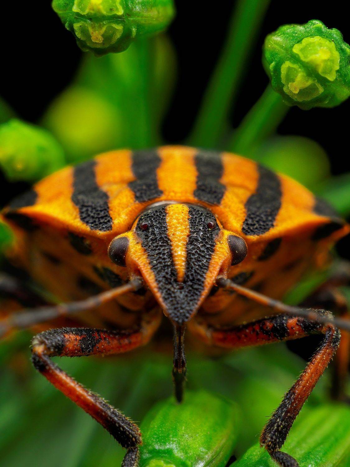 Клоп, Степан Соловьёв