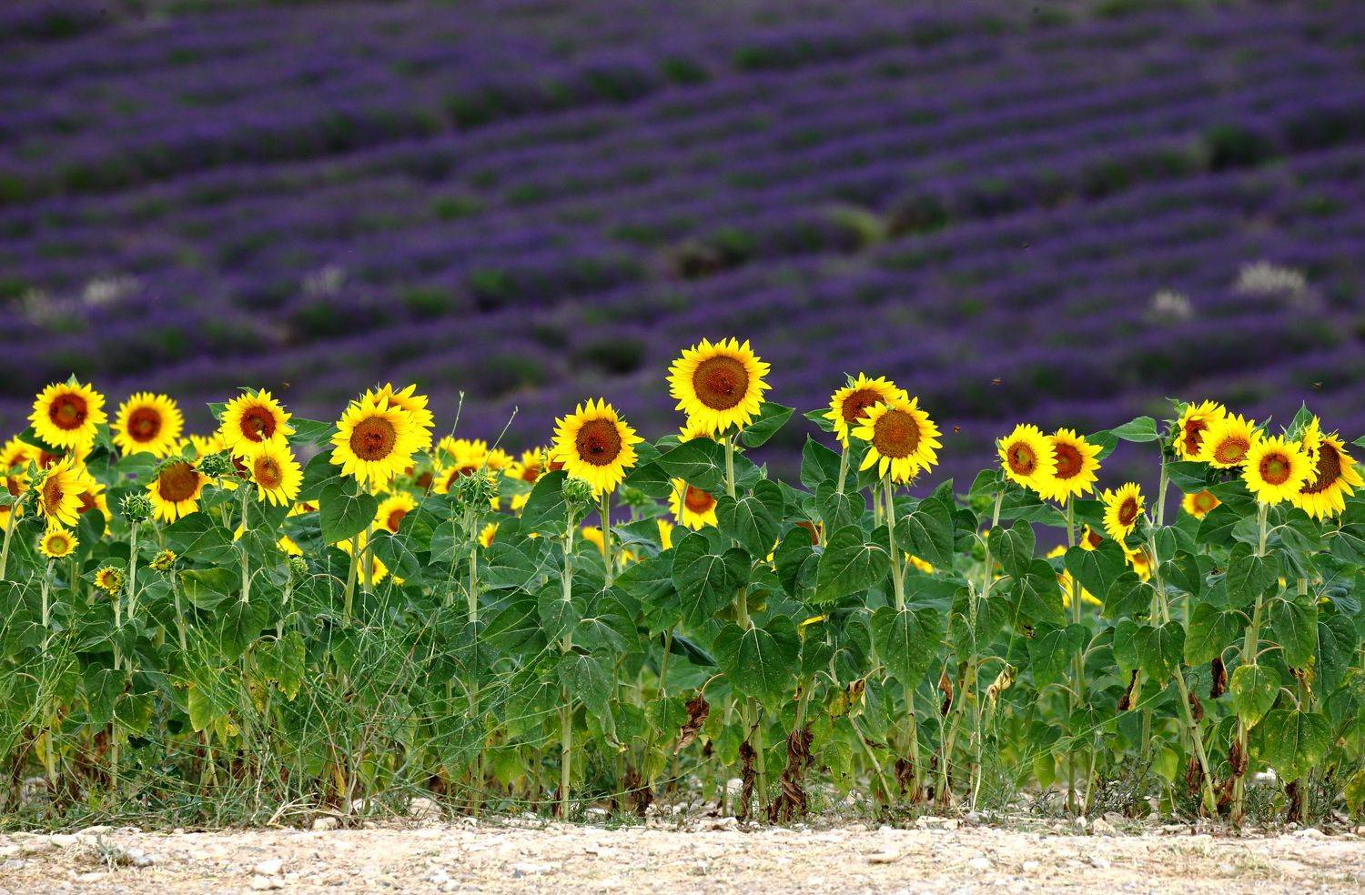 , Гудков Андрей
