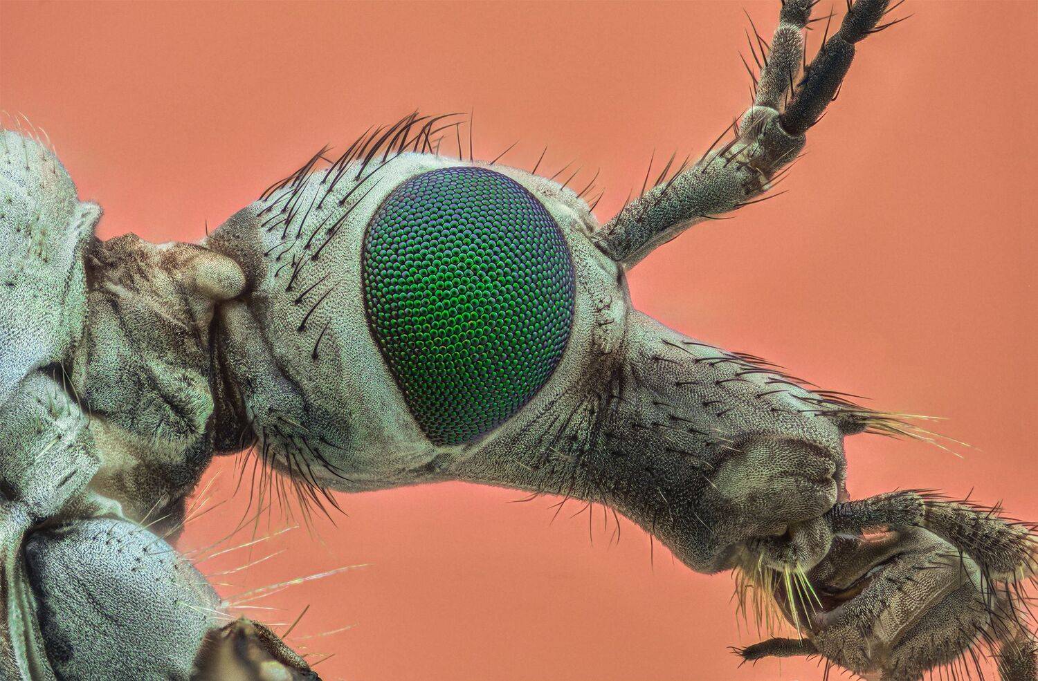 ceclii, macro, Tsvetan Ganev