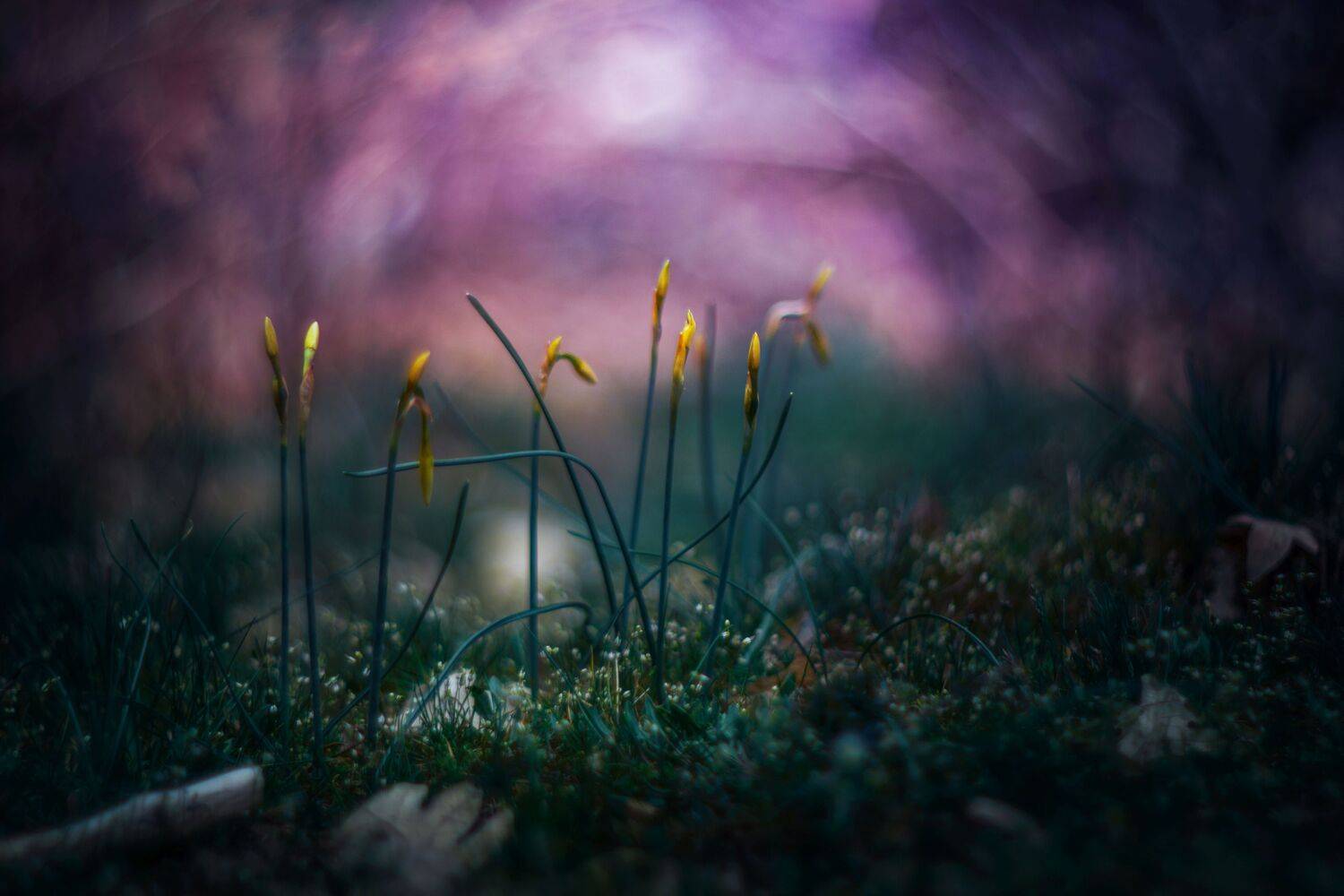 yellow,flowers,wild,nature,light,bokeh,zenit,helios,, Борислав Алексиев