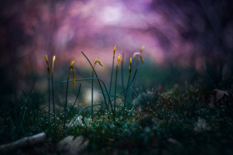 Yellow фото превью