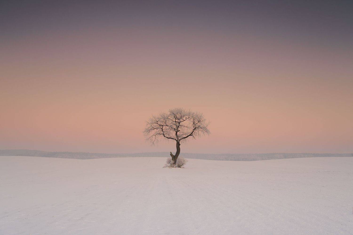 december, tree, winter, snow, field, landscape, white, gray, rime, Lukasz Zugaj
