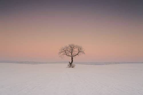 Solitary