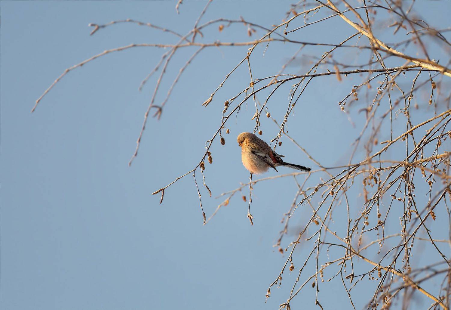 птица, урагус, самка, зима,, Марина Мочалова