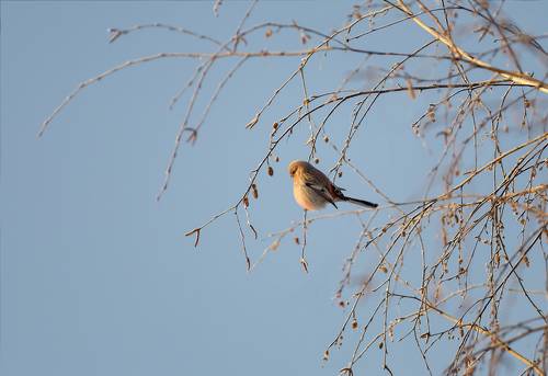 урагус  (самка)