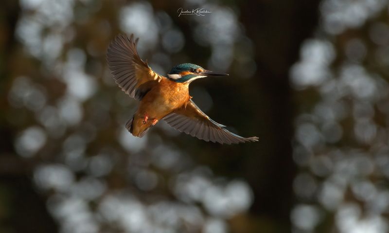 Kingfisher фото превью
