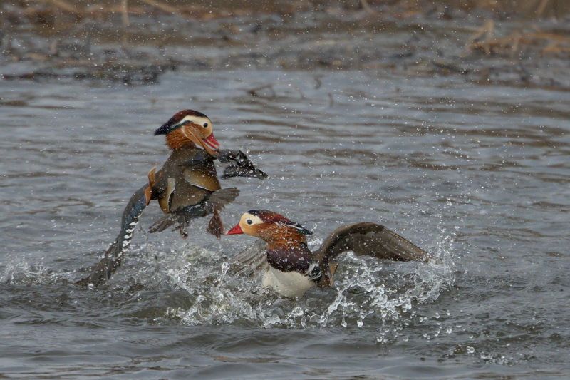 мандаринки, брачный бой, схватка за самку Брачная схватка фото превью