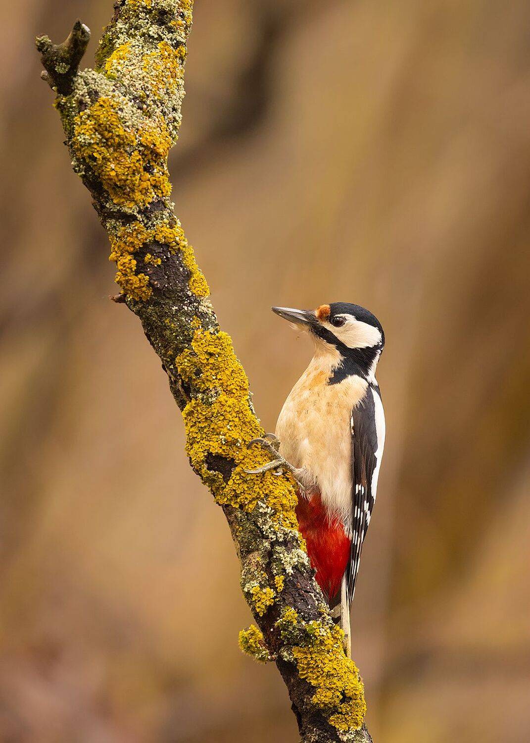 Woodpecker. Автор: Robert Adamec , Robert Adamec