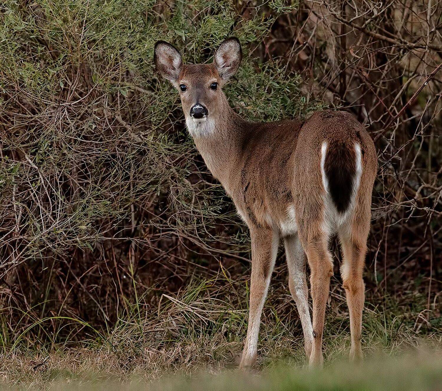 олень, дикие животные, животные, deer, wildlife, Elizabeth Etkind