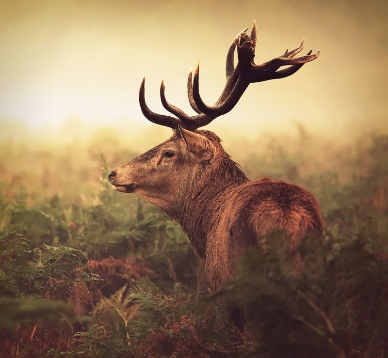 K I N G фото превью