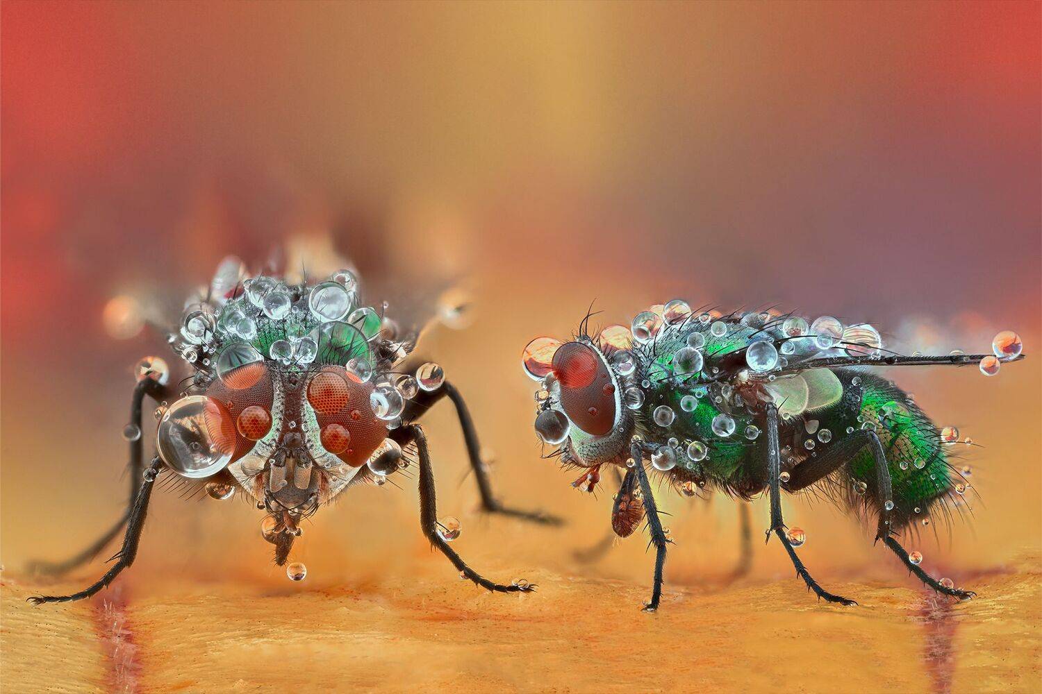 ceclii, macro,nikon z6ii, lomo 3.7, Tsvetan Ganev