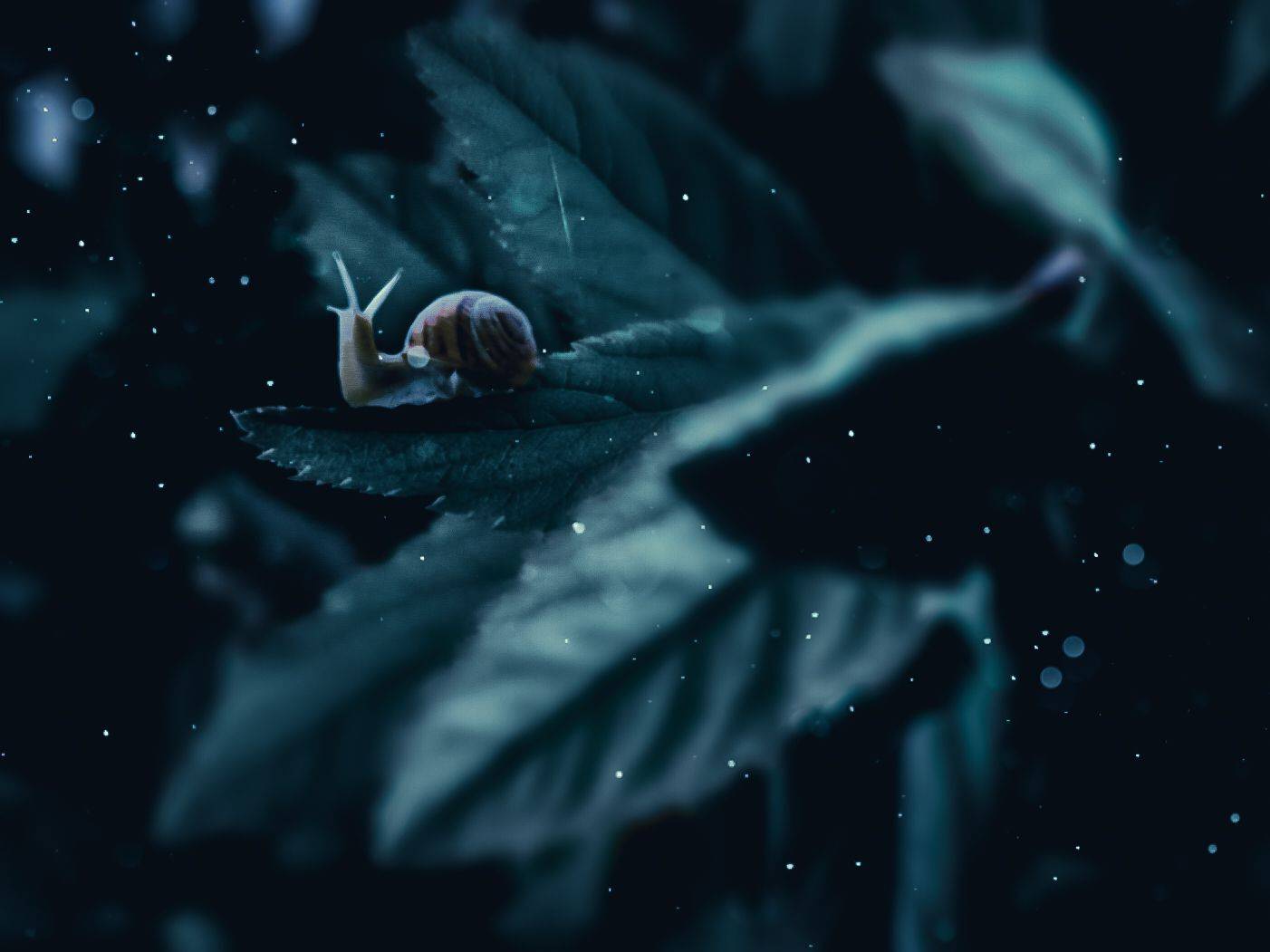 макро, цветы, природа, насекомые, красота, Olga Smirnova