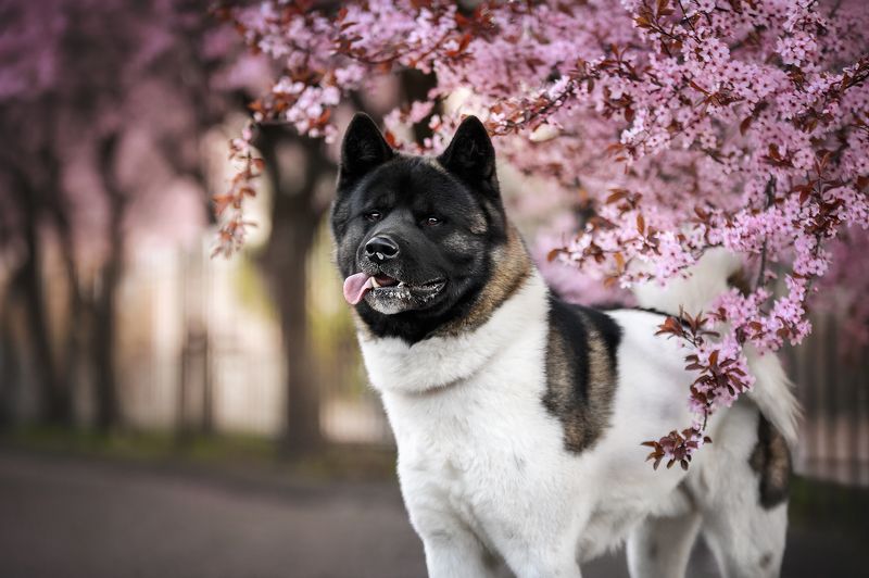 Собаки фото превью