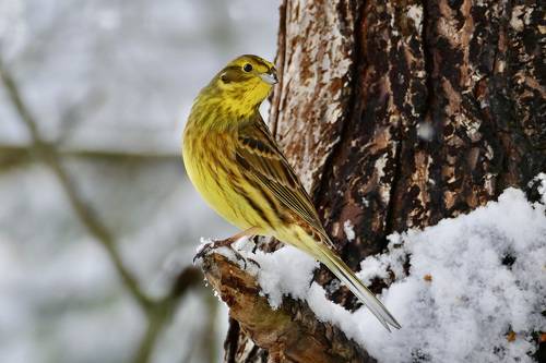 Зимуют с нами