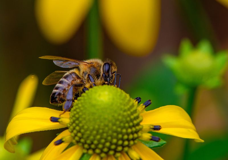 Bee after the rain on the flower фото превью