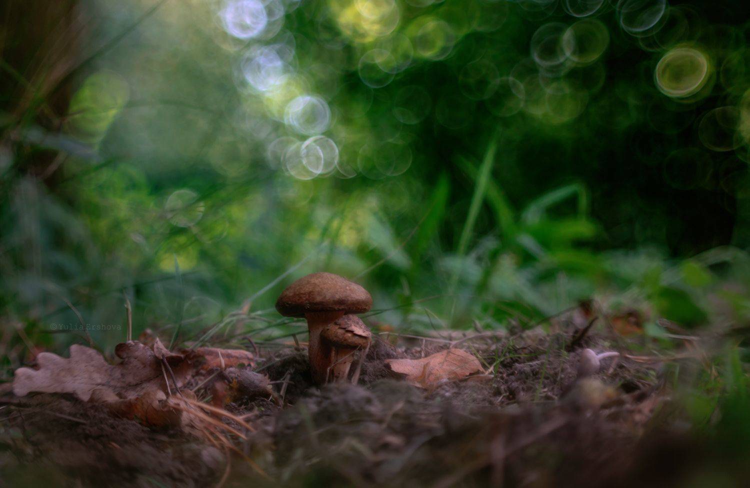 свинушки, грибы, Ершова Юлия