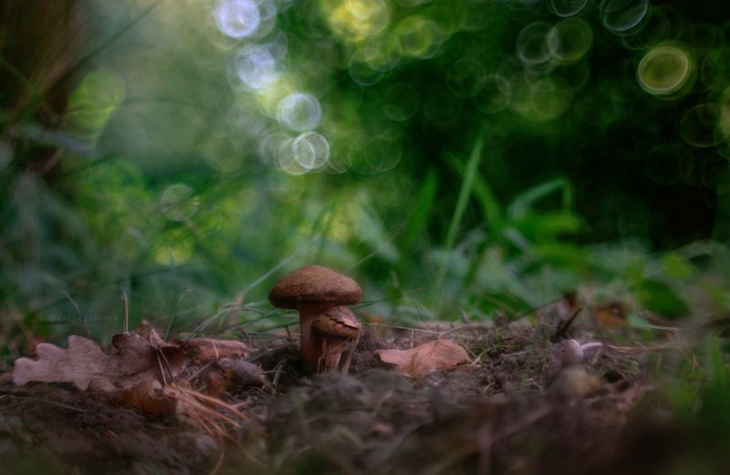 свинушки, грибы Два поросёнка фото превью