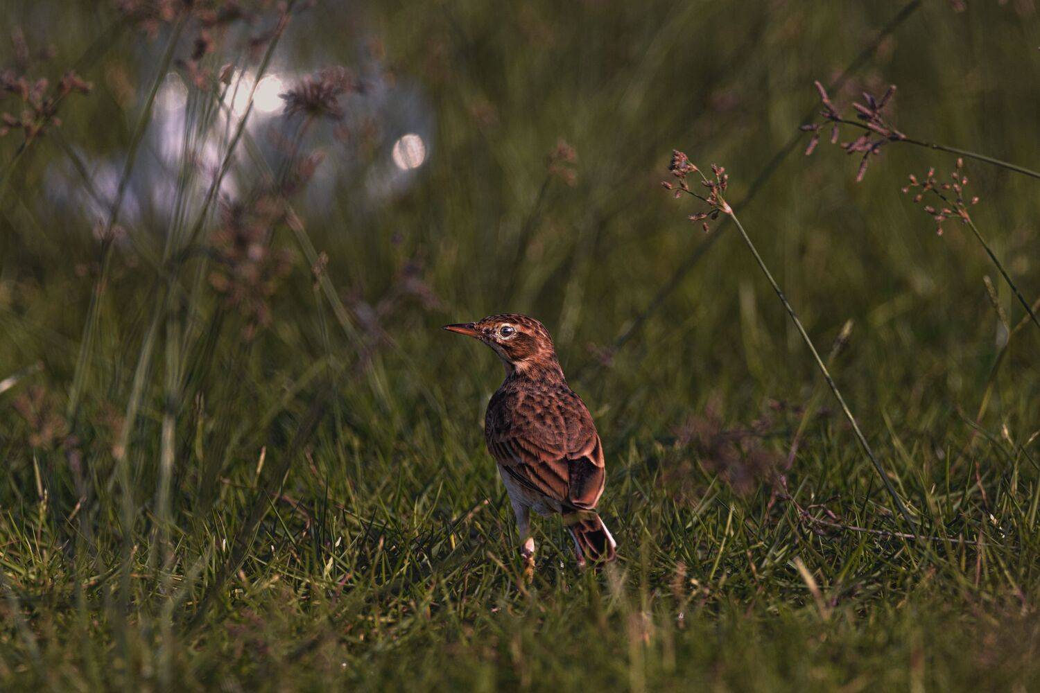 closeup, bird, birds, wild, wings, beauty, nature, swan, feather, spread, little sparrow,animal,animals,nikon,tailorbird,portrait,eyes, G N RAJA