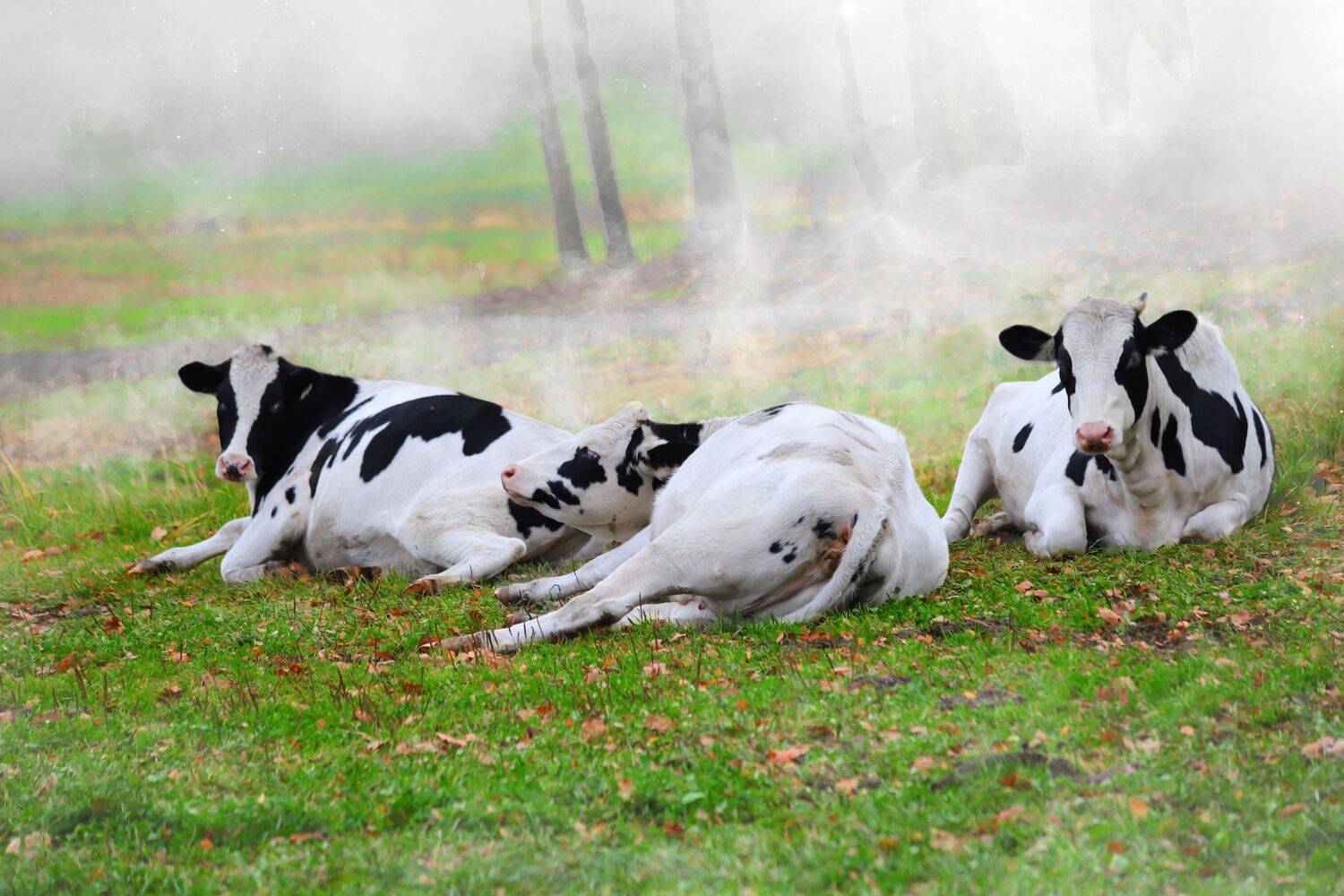 summer landscapes, animals, cows, nature, pastures, rural pastoral, idyll,, DZINTRA REGINA JANSONE