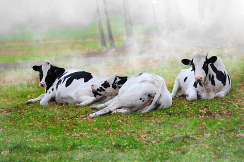 landscape with cows grazing
