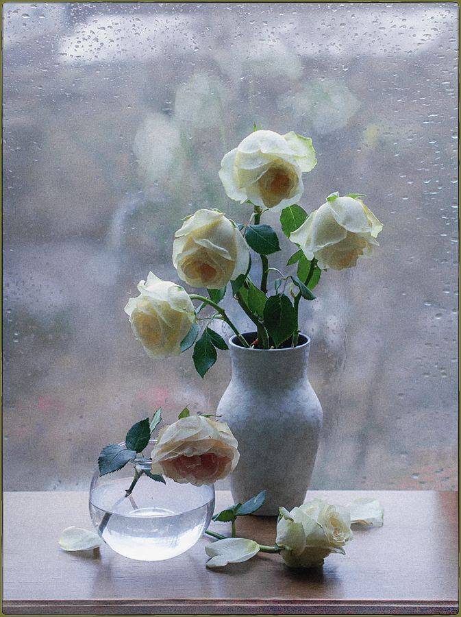 , Stein Georg