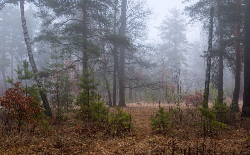 лес осень ноябрь туман сырость Когда туманные рассветы холодны фото превью