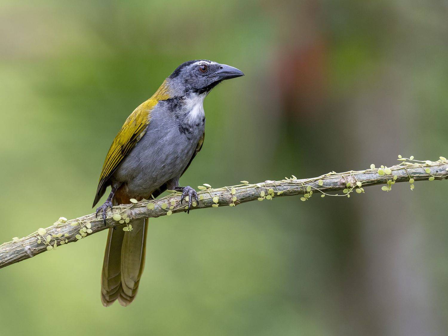 , Fernando Burgalin Sequeira