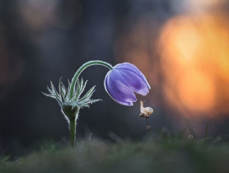закат, сон-трава, улитка Нежность фото превью