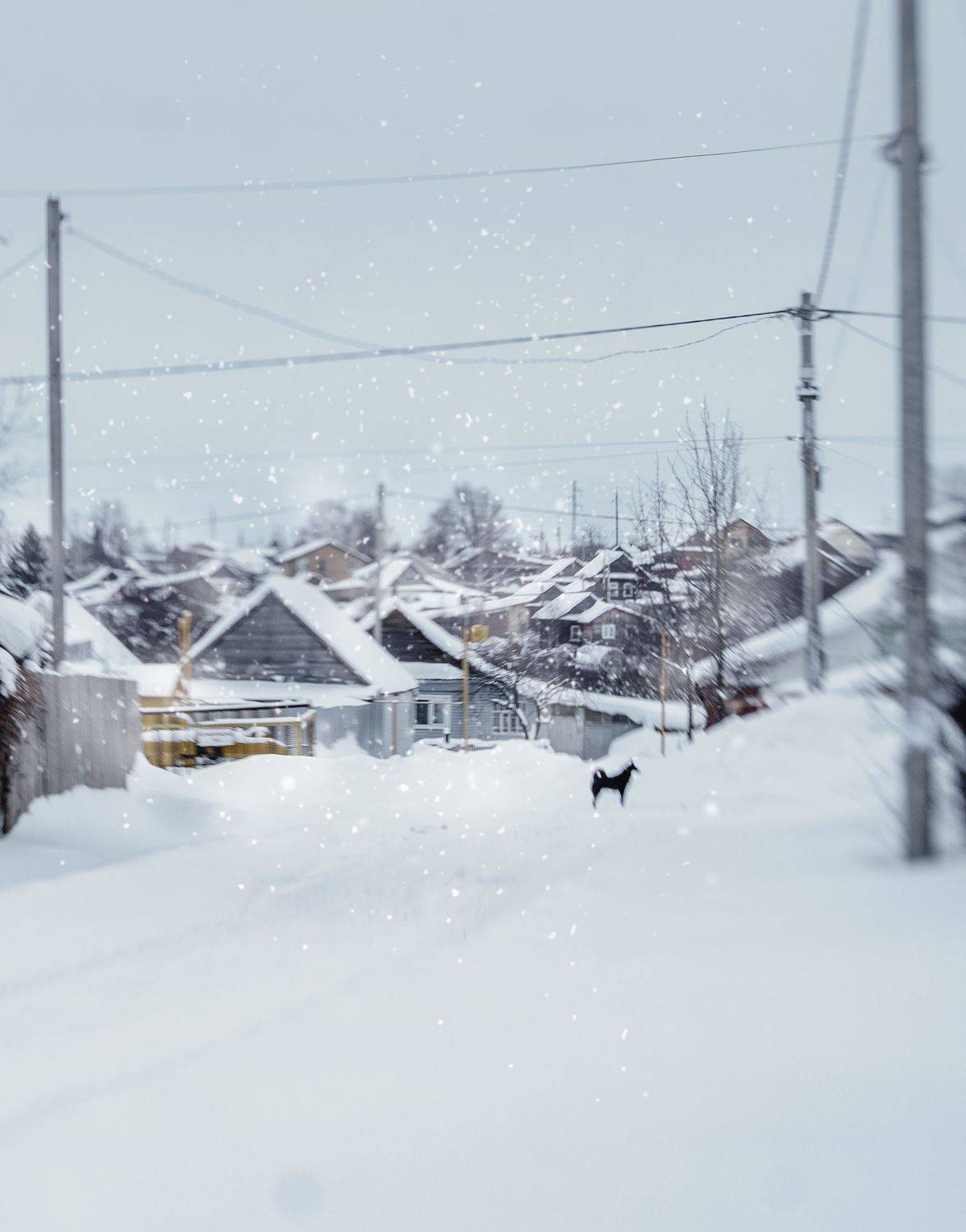 , Лариса Лофицкая