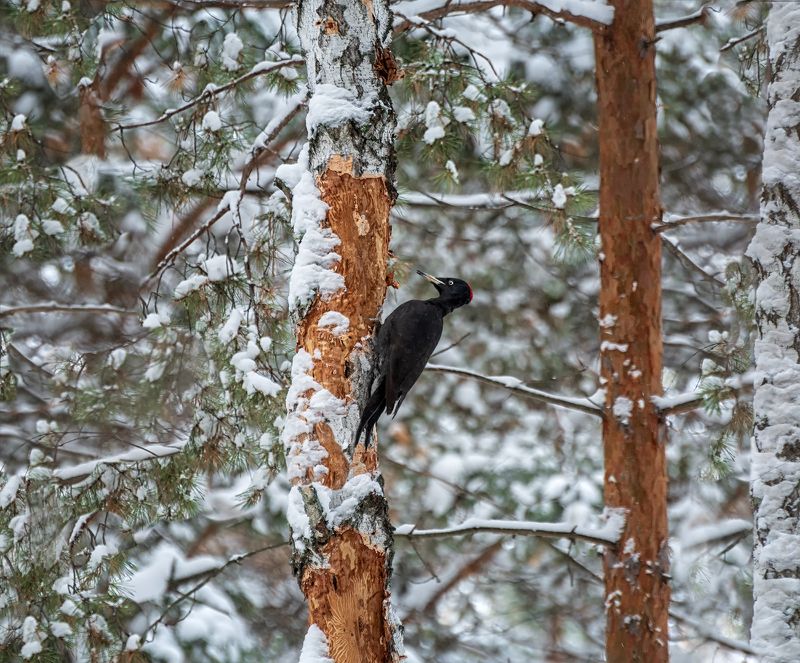 птица, желна, большой чёрный дятел, Желна. фото превью