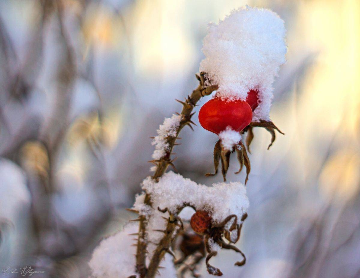 , Орлов Олег