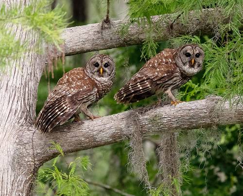 Barred Owl - Пёстрая неясыть