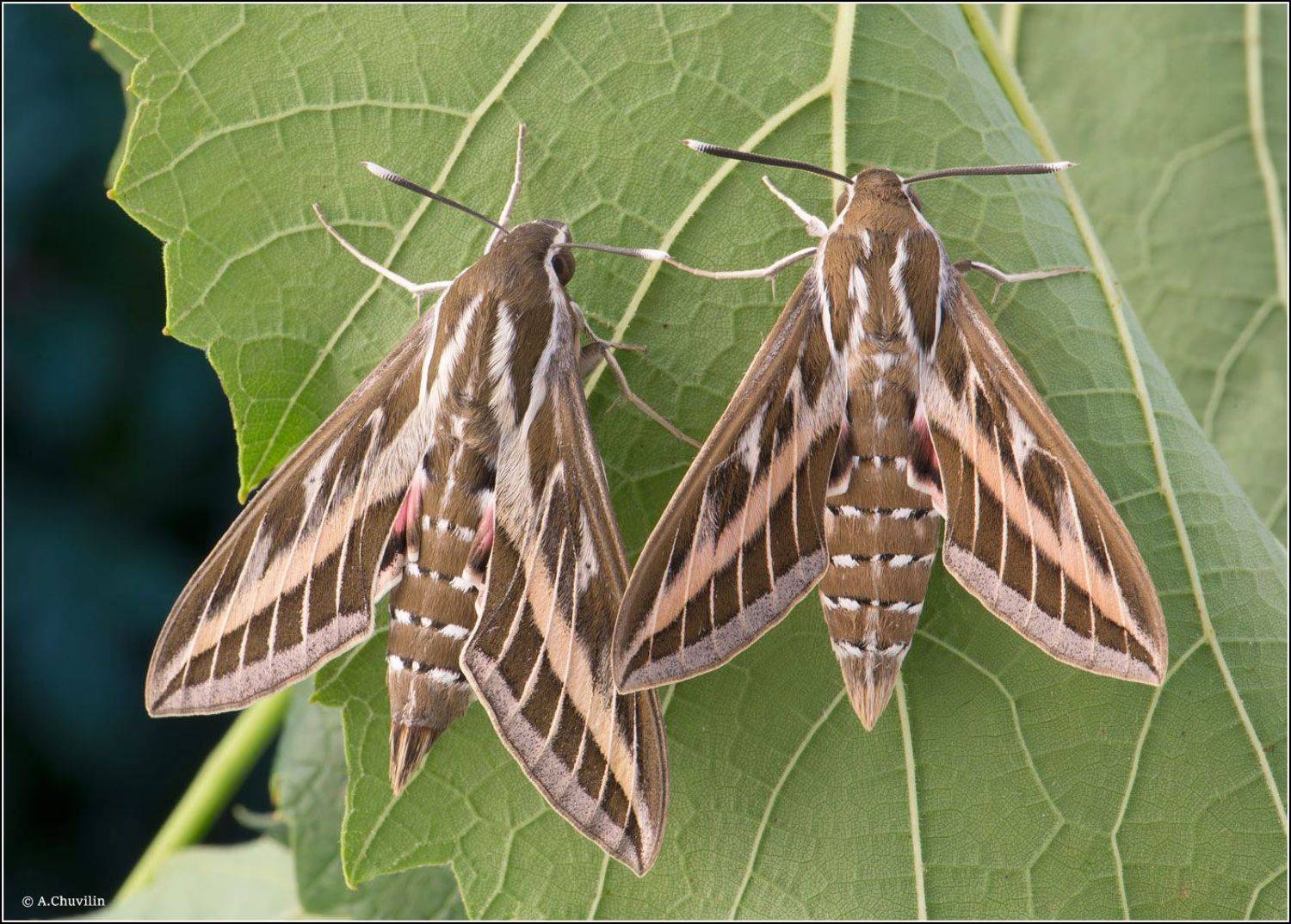 пара,бражники,бабочки,hyles,livornica, Александр Чувилин