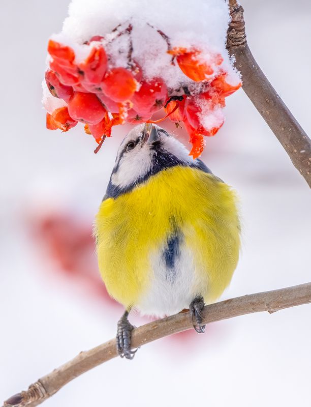 Лакомство для синички фото превью