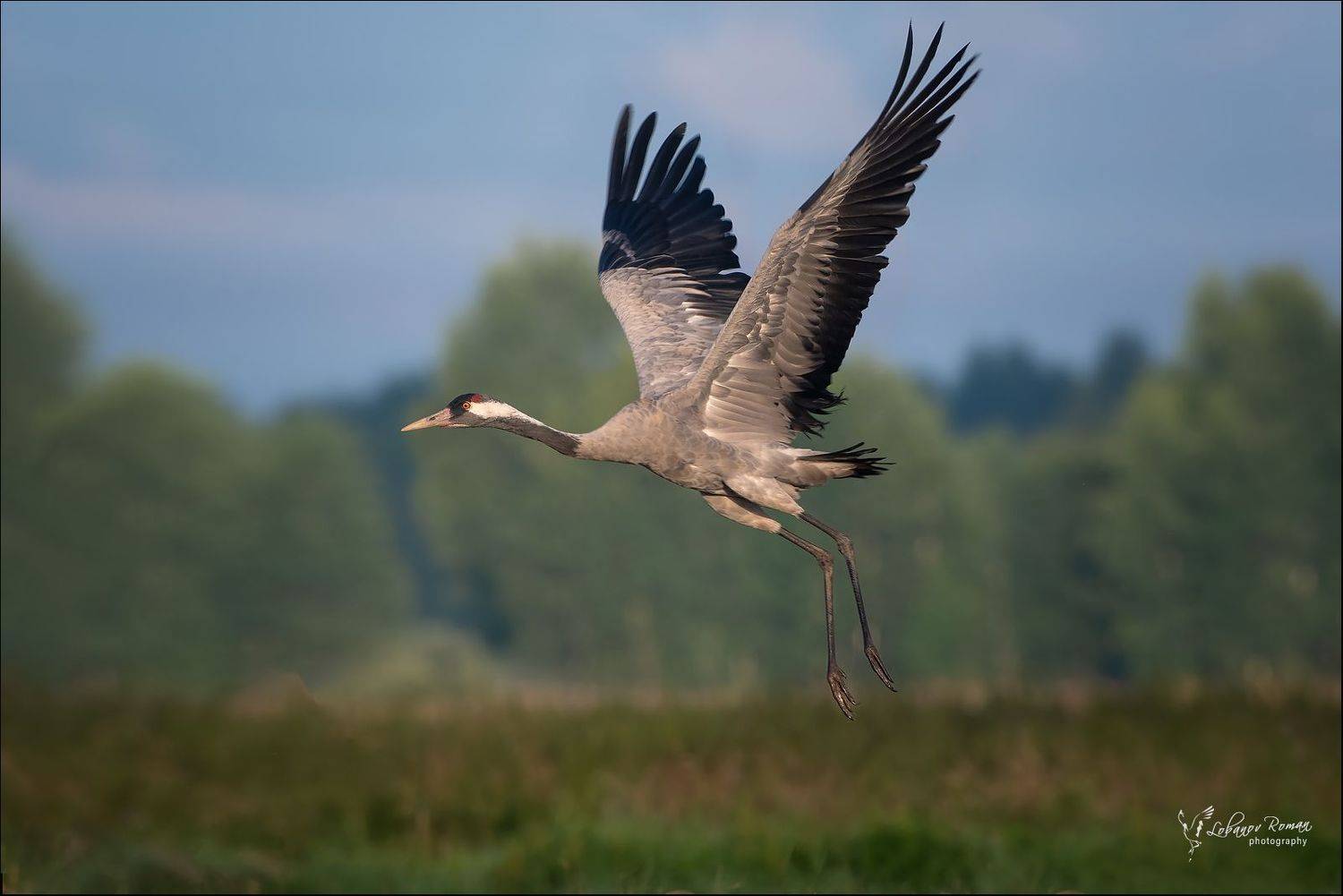 серый, журавль, сергиево, посадский, пересвет, лобанов, Lobanov Roman