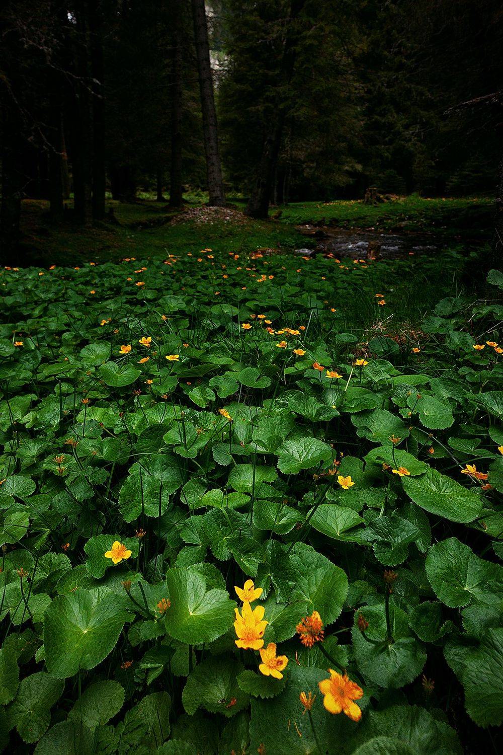 лес, цветы, canon, forest, romania, mountains, travel, Vladimir Gladcov