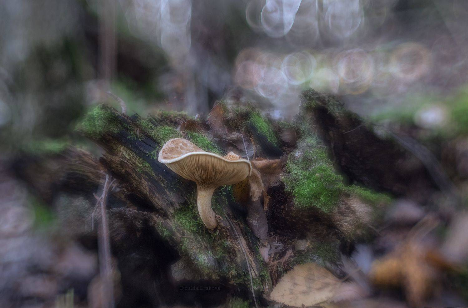 гриб, пень, лес, Ершова Юлия