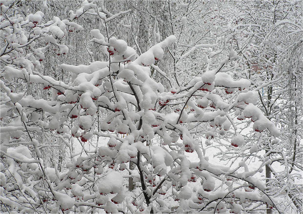 снег, КарОл