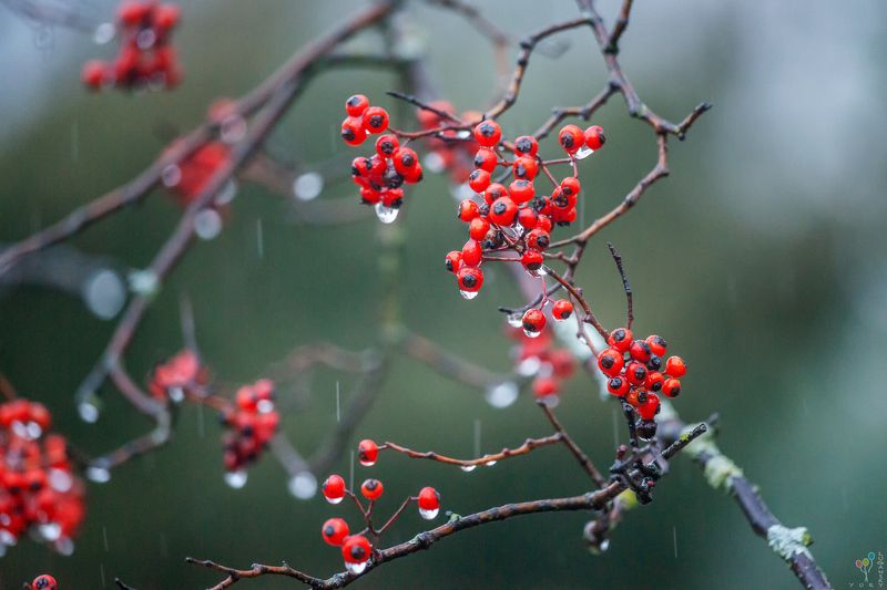 Mountain ash фото превью