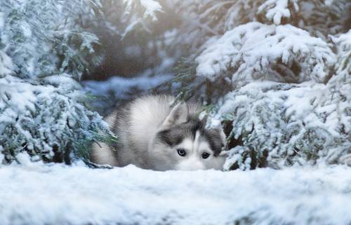 Siberian Husky Sam