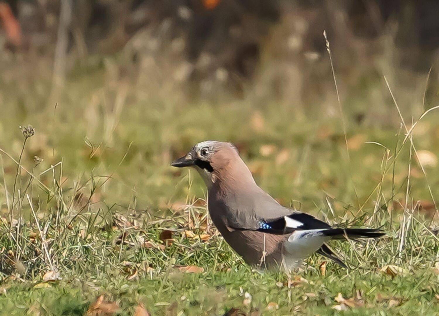 , Красимир Георгиев