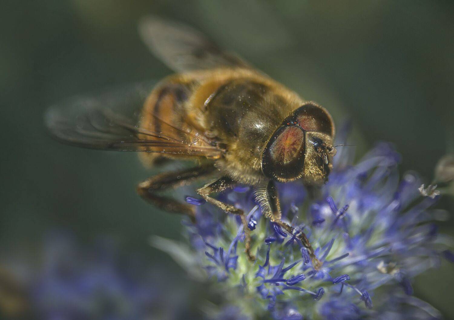 насекомое,макро,лето,природа,цветок, Владимир Володин