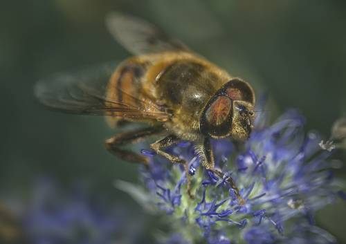 Большеглазое...