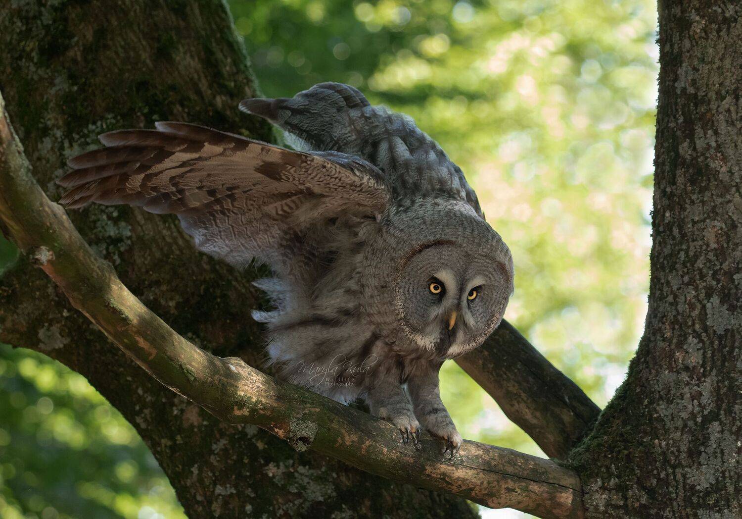 great grey owl, owl, birds, birds of prey, nature, wildlife, MARIA KULA