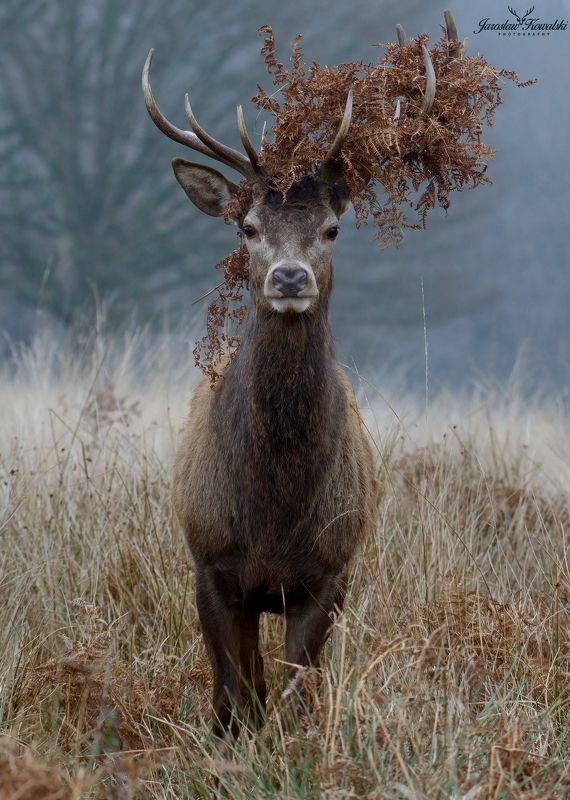 Prince фото превью