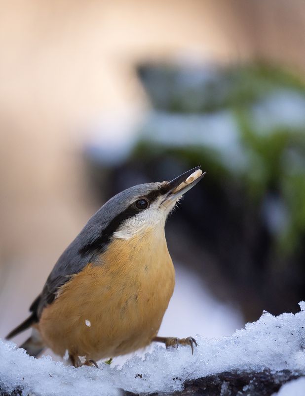 Nuthatch фото превью