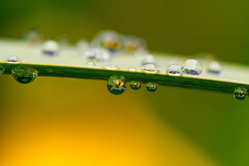 Flowers into drops фото превью