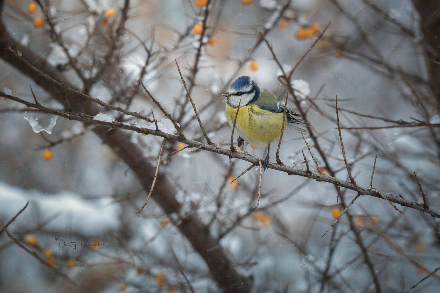 природа, лес, поля, огороды, животные, птицы, макро, Посевич Дмитрий