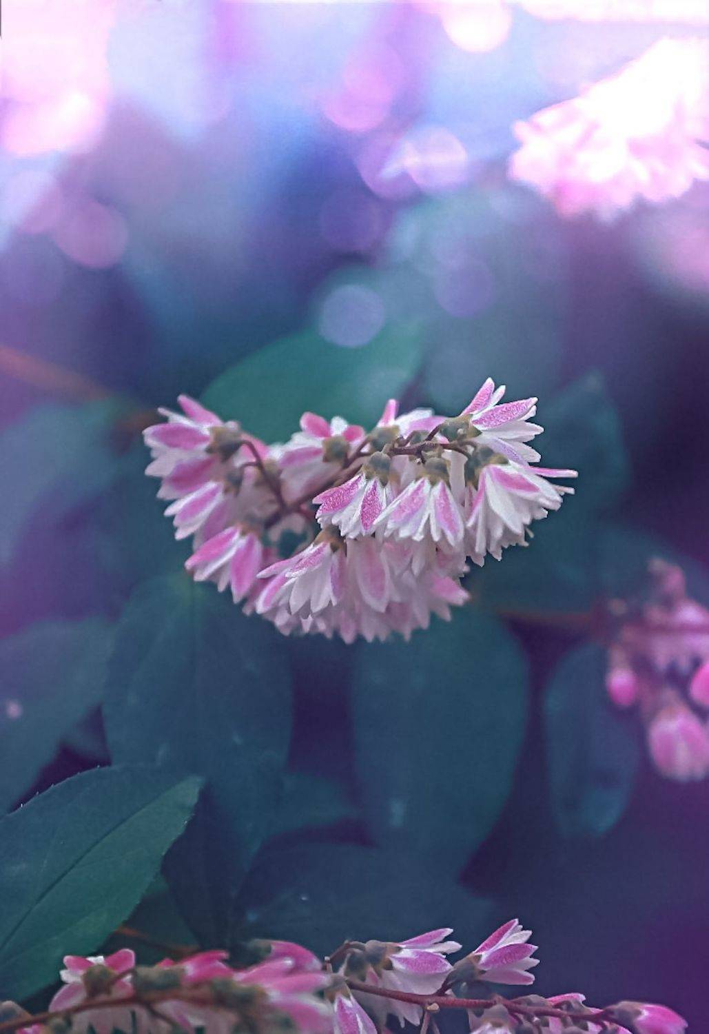 макро, macro, цветы, flowers, лето, summer, Julia Kaissa